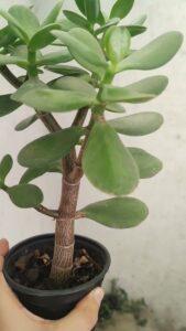 xử lý cây úng nước