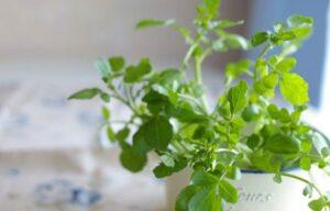 Bộ dụng cụ chăm cây tại nhà