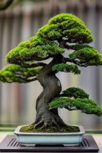 Bộ phụ kiện bonsai