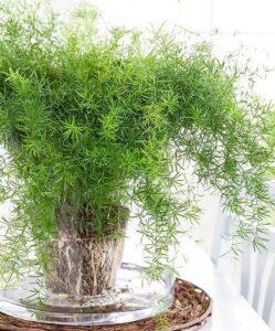 Cách cắt tỉa cây