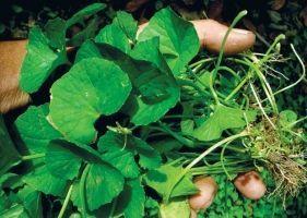Cách chống sâu bệnh cho rau