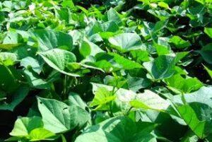 Cách giữ ẩm đất trồng