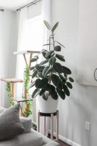 Cách nhân giống cây đơn giản