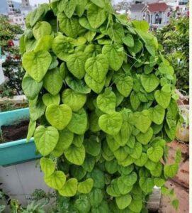 Cách tưới cây đúng cách