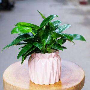 Cách tưới cây đúng cách