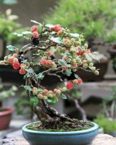 Cây bonsai phong thủy