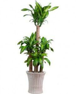 Cây cảnh cho người bận