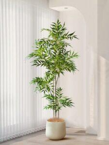 Cây cảnh để phòng ngủ
