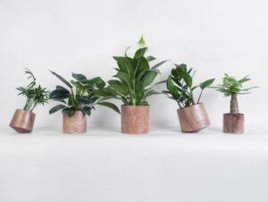 Cây cảnh hợp mệnh Thổ