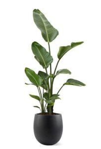 Cây cảnh thanh lọc không khí
