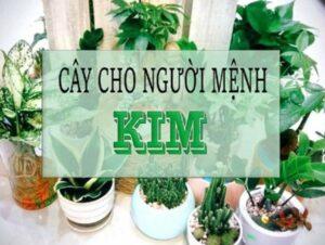 Cây cho người mệnh Kim