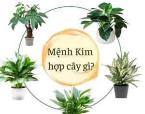 Cây cho người mệnh Kim