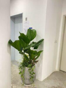 Cây đặt cửa nhà