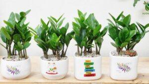 Cây để bàn hợp phong thủy
