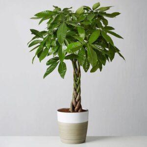 Cây để bàn hợp phong thủy