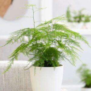 Cây hợp mệnh Thủy