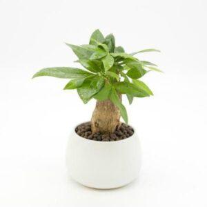 Cây hợp người mệnh Hỏa