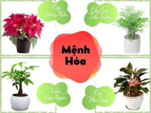 Cây hợp người mệnh Hỏa