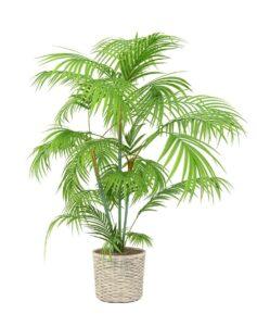 Cây nội thất cao cấp