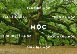 Cây xanh hợp mệnh Mộc