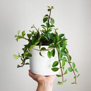Chăm sóc cây sau nhân giống