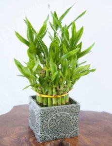Chậu cây phù hợp