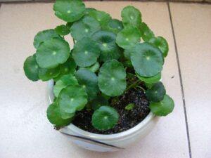 Chọn cây trồng phù hợp