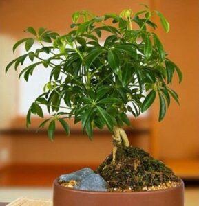 Chọn cây trồng phù hợp