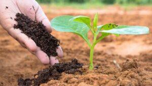 Compost tại nhà