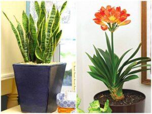 Đất trồng cây cảnh