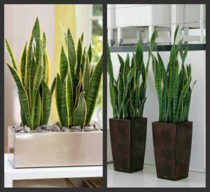 Đất trồng cây cảnh