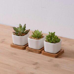 Decor cây mini