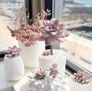 Decor cây mini