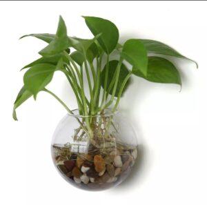 Dinh dưỡng cho cây