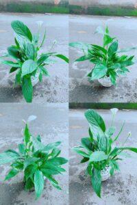 Gậy chống cây cảnh