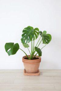 Giá đỡ cây cảnh