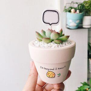 Góc yêu cây mini