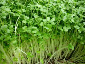 Hạt giống rau dễ trồng