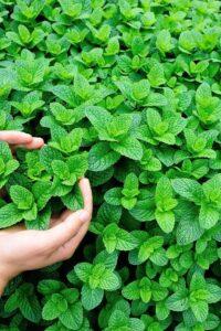 Hạt giống rau dễ trồng