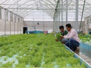 Kết hợp nuôi cá và trồng rau
