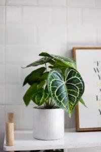 Khay trồng cây để bàn
