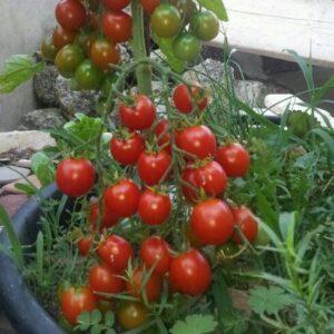 Kỹ thuật nhân giống cho cây ăn quả