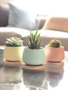 Kỹ thuật trồng cây mini