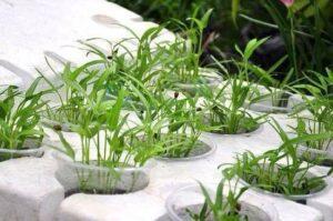 Làm đất bằng vỏ trái cây