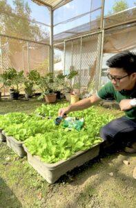 Làm phân cho cây rau tại nhà