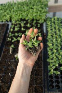 Làm phân từ vỏ trái cây
