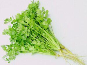 Lưu ý khi nhân giống mùa mưa
