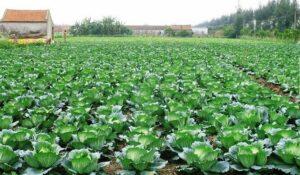 Môi trường phù hợp khi nhân giống
