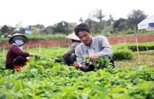 Môi trường phù hợp khi nhân giống