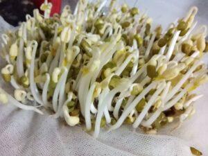 Nhân giống bằng mô tế bào